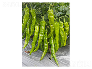 ��ţ��1̖-�����N��-�����N�I(y��)