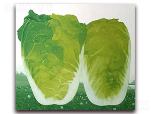 ��{���޲�-���޲˷N��-�����o