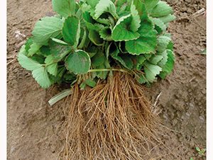 ͯ��һ̖(h��o)-��ݮ�N��-�A�ͷN�I(y��)