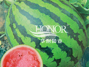 �A������һ̖(h��o)-���ϷN��-�A�ͷN�I(y��)