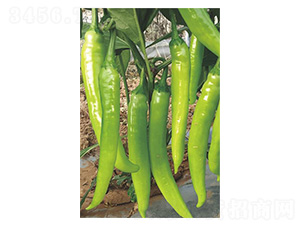 ��̖�ʽ�-�����N��-�����N�I(y��)