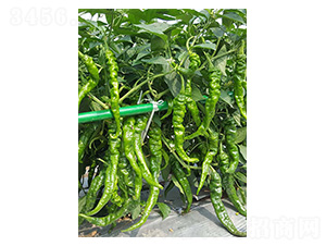 �ݽz��1̖-�ݽz���N��-�����N�I(y��)