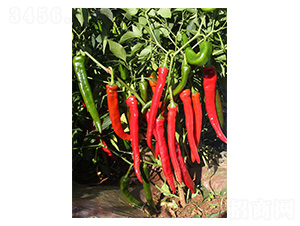 ��t��-�⽷�N��-�����N�I(y��)