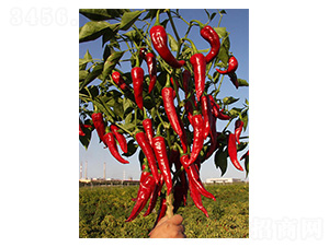 �����t�G-�⽷�N��-�����N�I(y��)