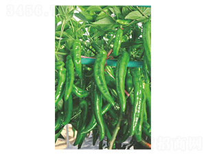 �������q��-�⽷�N��-�����N�I(y��)