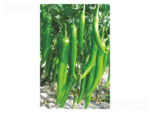 �¼⽷4̖-�⽷�N��-�����N�I(y��)