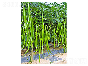 ����20̖-�����N��-�����N�I(y��)