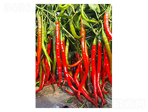 혼�97-�����N��-�����N�I(y��)