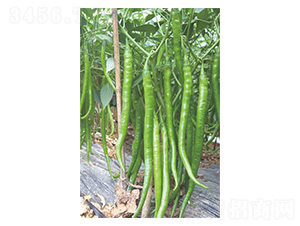 ����16̖-�����N��-�����N�I(y��)