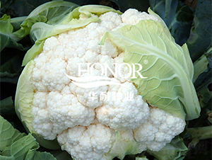 �A��80-���˷N��-�A�ͷN�I(y��)