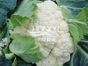 ����85-���˷N��-�A�ͷN�I(y��)