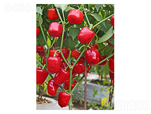 �����t���\-���\���N��-�����N�I(y��)