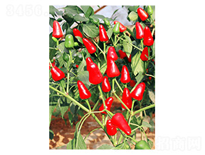 �����t��-��ݮ���N��-�����N�I(y��)