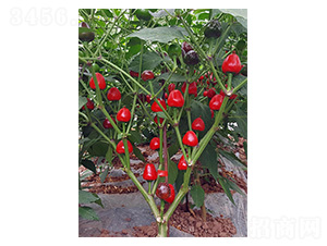 �A�齷2̖-��ݮ���N��-�����N�I(y��)