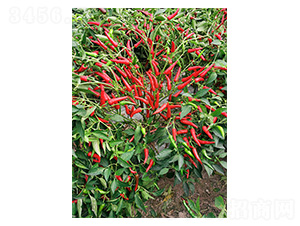 ����485-���콷�N��-�����N�I(y��)