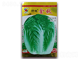 ��{����-�ײ˷N��-�����o