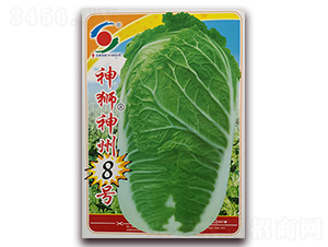 ��{����8̖-�ײ˷N��-�����o