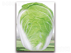 ������-�ײ˷N��-�����o