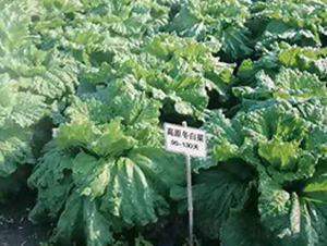 ��ԭ���ײ�-�ײ˷N��-�����o