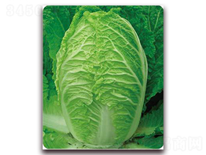 ��60-�ײ˷N��-�����o(j��)