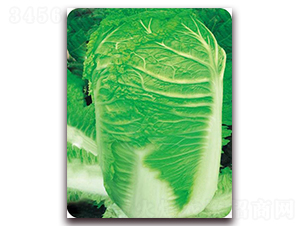 ������̖-�ײ˷N��-�����o