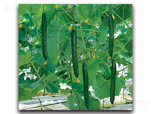 �Ϻ���̖-�S�ϷN��-�r(n��ng)����