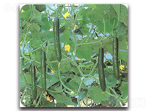 �Gʒ-�S�ϷN��-�r(n��ng)����