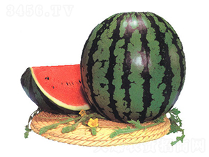 ����-���ϷN��-�r(n��ng)����