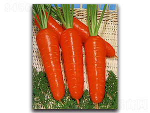 ���P�r�t���-���}���N��-�r(n��ng)����