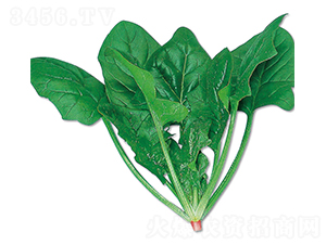 �{��ʯ-���˷N��-�r(n��ng)����