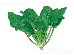 ���-���˷N��-�r(n��ng)����