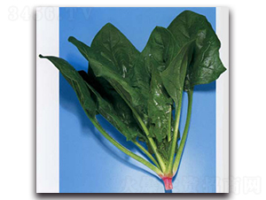 �A�S-���˷N��-�r(n��ng)����