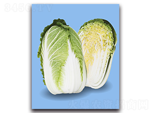 Խ�\-��ײ˷N��-�r(n��ng)����