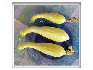 �S��֮��-�ϹϷN��-���N