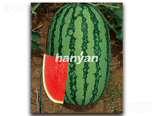 �h��һ̖(h��o)-���ϷN��-�h��