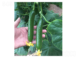 ����-�S�ϷN��-���N