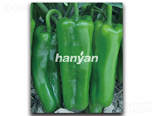 �h���̖-�����N��-�h��