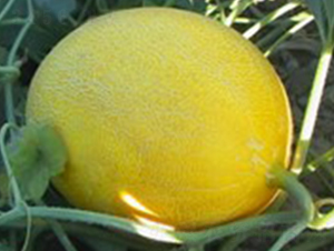 ��-��ϷN��-���N