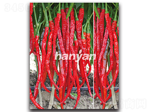 �h����̖-�����N��-�h��