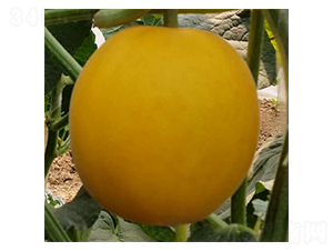 ��կ-��ϷN��-���N