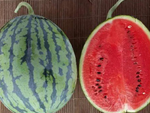 �t����-���ϷN��-���N