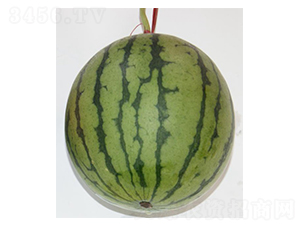 ���m-���ϷN��-���N