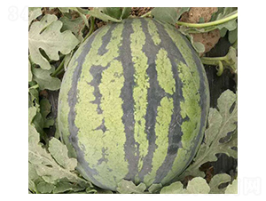 ��ɯ-���ϷN��-���N