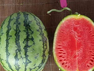 ����-���ϷN��-���N