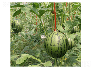 ϲ��-���ϷN��-���N