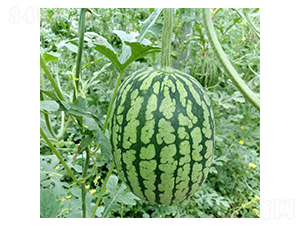 ϲ��-���ϷN��-���N