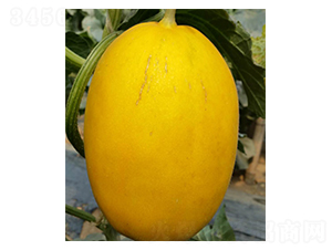 ��ʢ-��ϷN��-���N