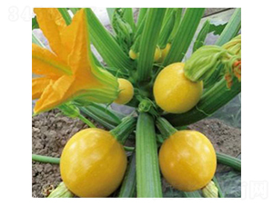 ��ɫ�����J-�����J�N��-���N