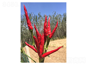 �t��2̖-���콷�N��-���N