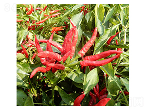 �t��-���콷�N��-���N